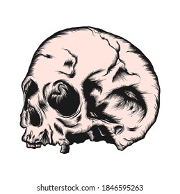 The human skull isolated on white background. Vector illustration.