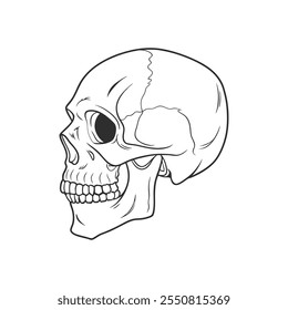 Cráneo humano aislado sobre fondo blanco. Boceto. Ilustración anatómica.