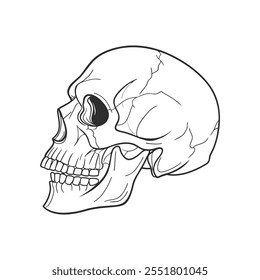 Human skull isolated on white background. Sketch. Anatomical illustration.