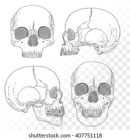Human skull isolated on white, human skull medical illustration 