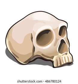 The human skull isolated on white background. Sample of the poster, invitation to the Halloween holiday and other cards. Vector illustration.
