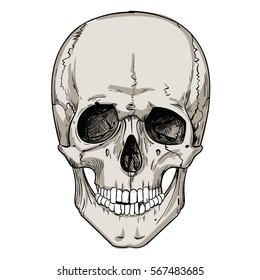 human skull isolated on white