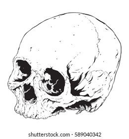 Human Skull Isolated On White Background, Vector Illustration