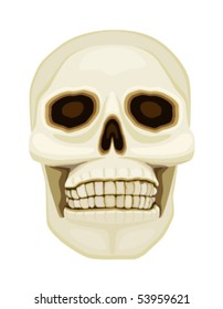 Human skull isolated over white. Vector file saved as EPS AI8, all elements grouped and layered.