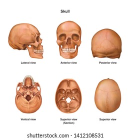 Human skull. Lateral, anterior, posterior, ventral and superior view. Human anatomy. Vector illustration isolated on a white background.