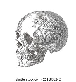 Human Skull. Line engraving. Doodle sketch. Vintage vector illustration.