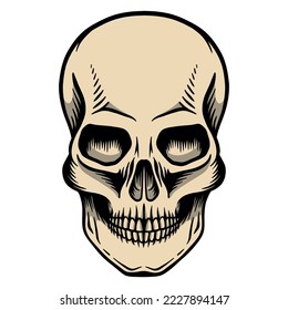 Human skull with a lower jaw