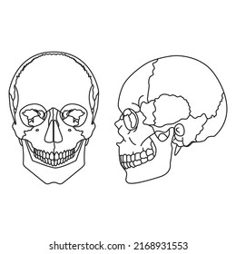 human skull with a lower jaw. front and side view