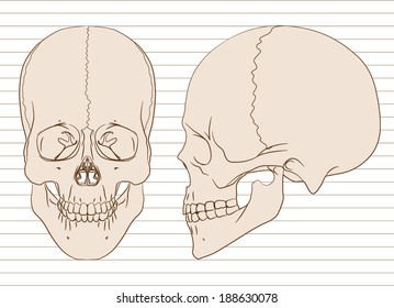 Human skull (male). Vector illustration