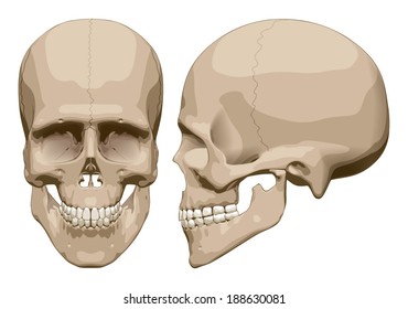 Human skull (male). Vector illustration