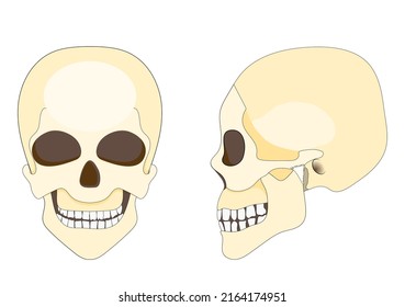 Human Skull And Mandible. Front And Side View. Vector Illustration