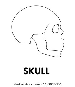 Human skull. Medicine and anatomy. Anatomical structure of man. Symbol, element, sign, logo, emblem. Concept illustration.