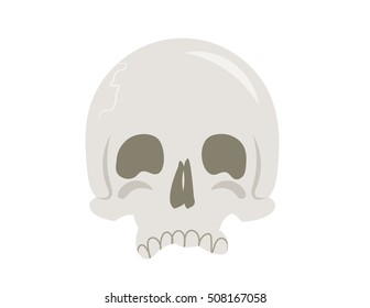 Human Skull No Jaw
