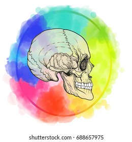 Human skull on the watercolor color circle background.