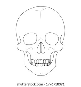 A human skull on a white background with a single line. Vector illustration.