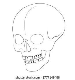A human skull on a white background with a single line. Vector illustration.