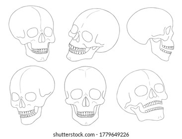 A human skull on a white background with a single line. Vector illustration.