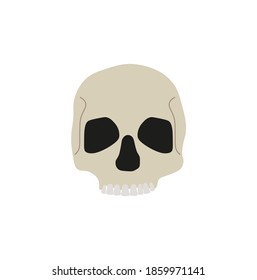 human skull on white background