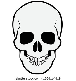 Human skull on a white background.