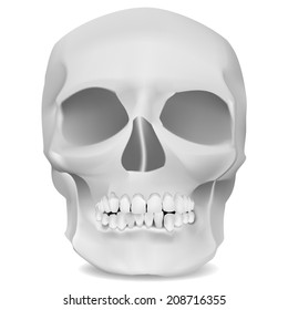 human skull on a white background. vector illustration