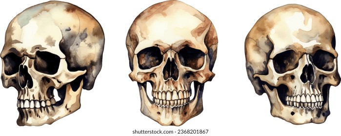 Human Skull On White Background, Watercolor Sketch, Vector Illustration.