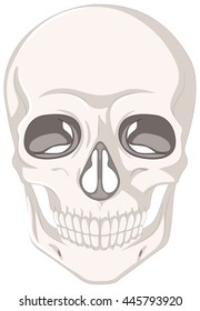 Calavera humana sobre ilustración de fondo blanco