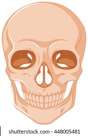 Human skull on white background illustration