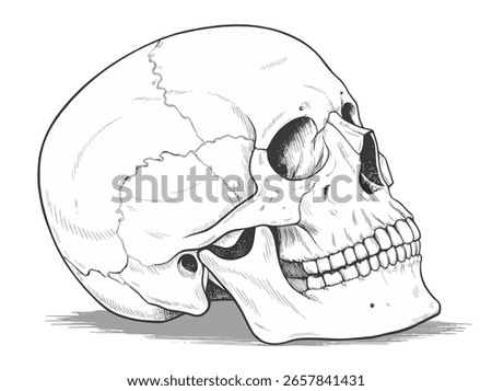 Human skull. Human skull on a white background. Anatomy. Vector illustration