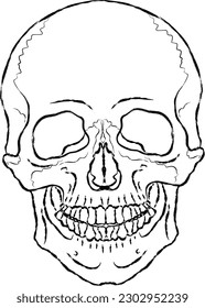 Human skull. Outline drawing. Element for design