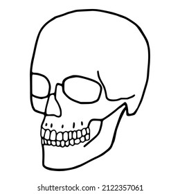 Human Skull Outline Icon. Cranium Doodle Art On White Background.