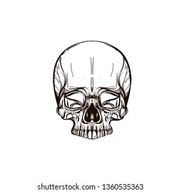 Human skull. Outline vector illustration isolated on white background for tattoos, coloring and much more.