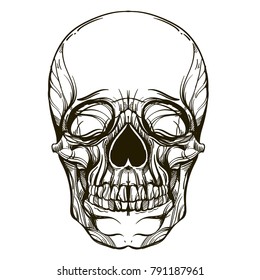 Human skull. Outline vector illustration isolated on white background for printing on T-shirts, posters and other items.