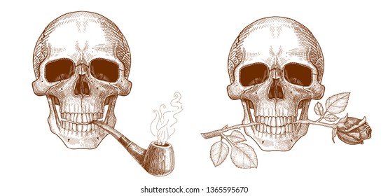 Human skull with a pipe and skull with a rose in his teeth.