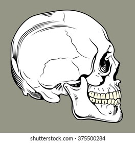 Human skull profile