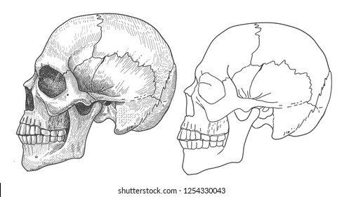 Human skull in profile. Anatomical illustration.