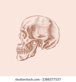 Human Skull Profile. Engraving style. Hand drawn vector illustration. Isolated