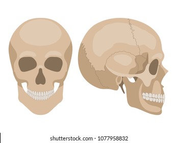 Human skull in profile and in full face. Vector illustration