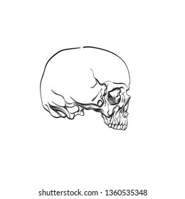 Human skull in profile. Outline vector illustration isolated on white background for tattoos, coloring and much more.