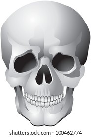 Human Skull realistic vector illustration, part of Human Skeleton