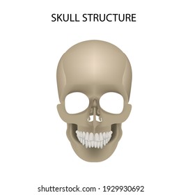 Human skull. realistic vector illustration, medicine