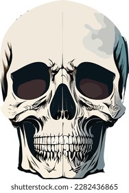 Human Skull realistic vector illustration