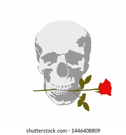 Human skull with rose on white background