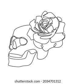 Human skull and rose