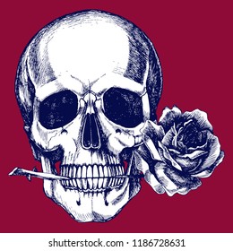 Human skull with a rose in the teeth. Hand-drawn vector anatomical illustration for your romantic or gothic design.