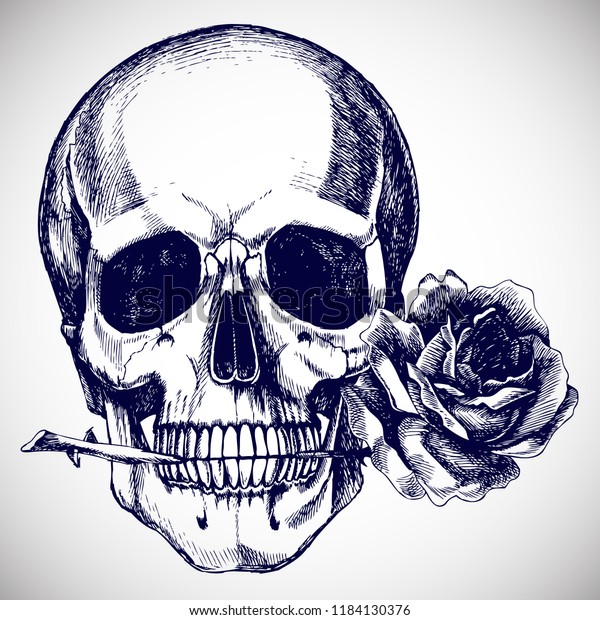 Human Skull Rose Teeth Handdrawn Vector Stock Vector Royalty Free