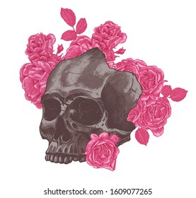 Human skull with roses flowers. Gothic mystical print or poster in high detailed engraved drawing vintage style. Day of the Dead, mexican holiday of death. Vector hand drawn illustration