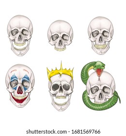 The human skull set isolated on white background. Vector illustration.