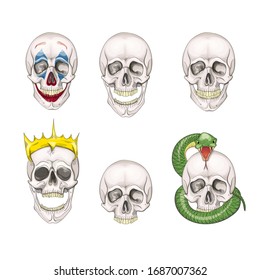 The human skull set isolated on white background. Vector illustration.