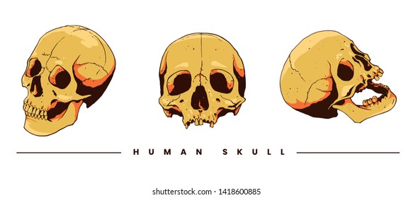 human skull set vector illustration