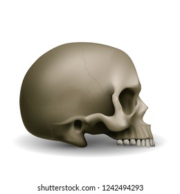 The Human Skull with Shadow Effects. Illustration for Medicine, Science or for a Game Design on White Background